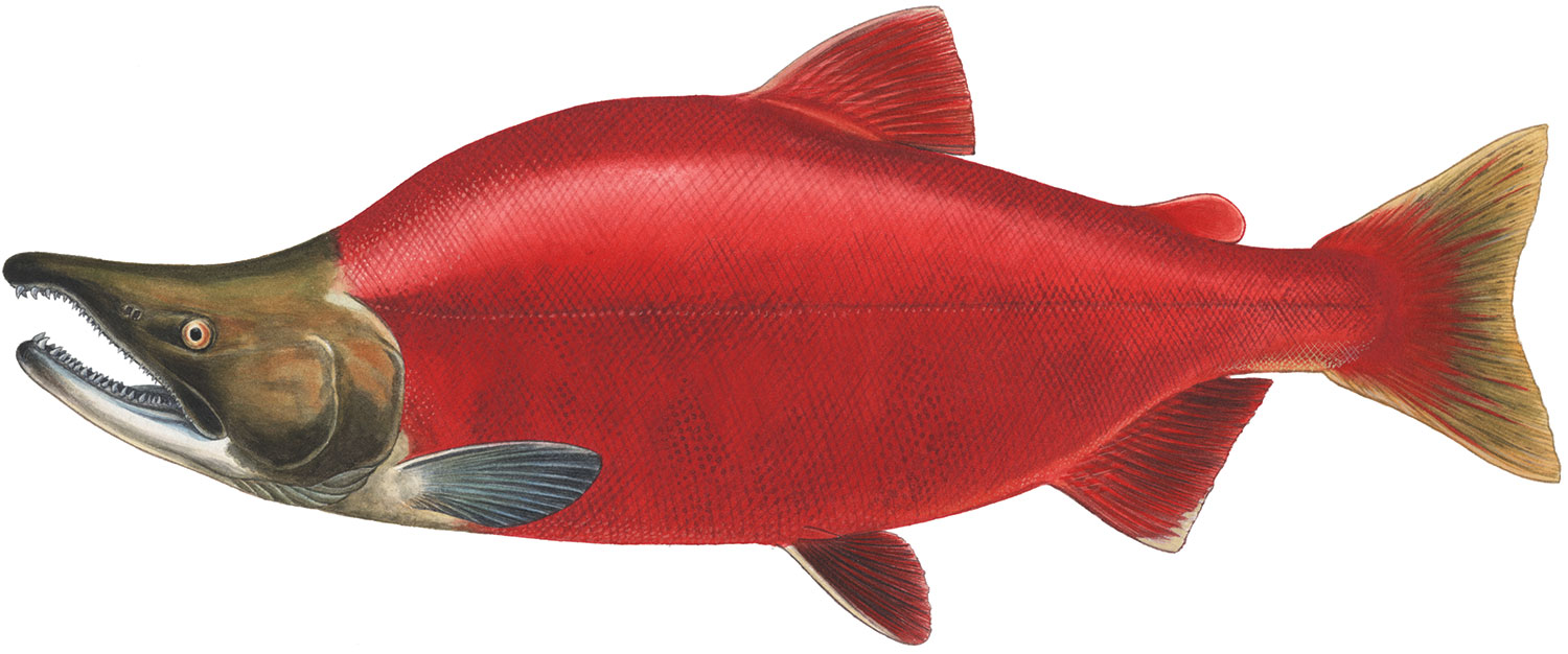 image_0.png
