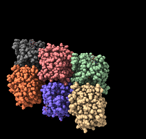 Figura 1. Imatges de la lipasa B amb les seves 6 corresponents cadenes.
