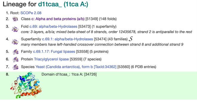 Figura 5. Jerarquia del plegament de la Lipasa B de Candida antarctica en la base de dades SCOPe (https://scop.berkeley.edu/sunid=34726)