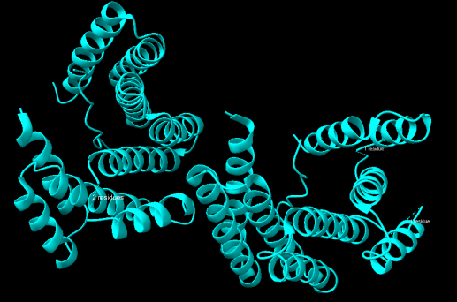 Figura 3. Representació del fragment proteic utilitzada per a l’anàlisi de motius supersecundaris, on no s’identifiquen motius estructurals definits a causa de la mida reduïda i la simplicitat de l’estructura.