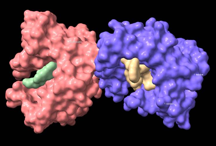 Figura 4. Representació de la superfície molecular del fragment analitzat, en la qual no s’observa un plegament globular ni la presència de dominis estructurals definits