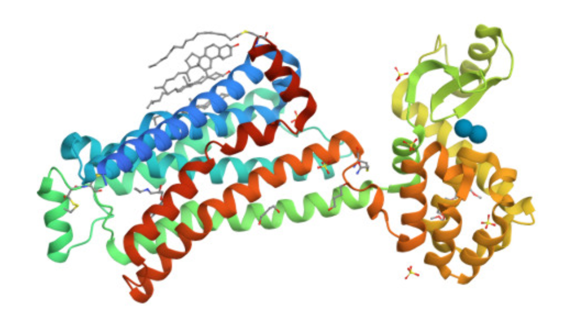 Figura 1. Estructura de la proteïna al PDB