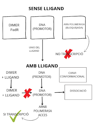 Figura 7 del grup L