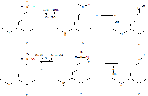 Esquema de reacció relacionat amb oxidació d’amines, útil per situar substrat, producte i transferència redox. 
