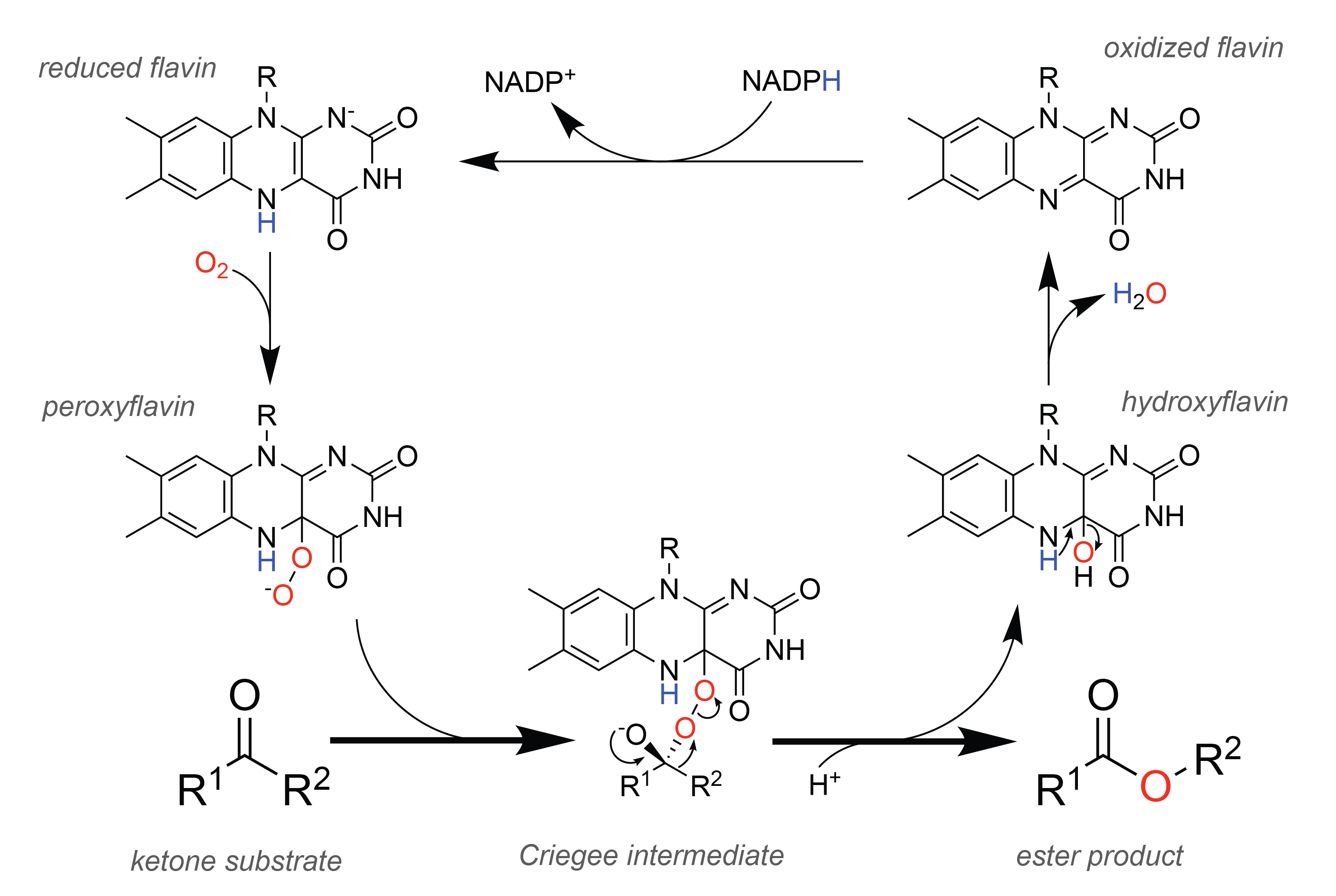 Mecanisme general d’una monooxigenasa dependent de flavina; esquema útil per contextualitzar l’activació d’oxigen per FAD/NADPH. 